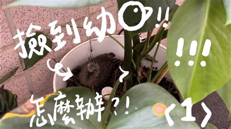 斑鳩死掉|撿到小鳥，怎麼辦？！